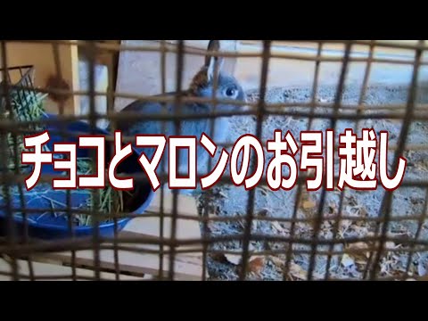 チョコとマロンのお引越し