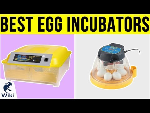 9 Best Egg Incubators 2019 - UCXAHpX2xDhmjqtA-ANgsGmw