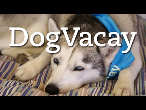 DogVacay's Fur-ociously Fun Office | TC Cribs - UCCjyq_K1Xwfg8Lndy7lKMpA