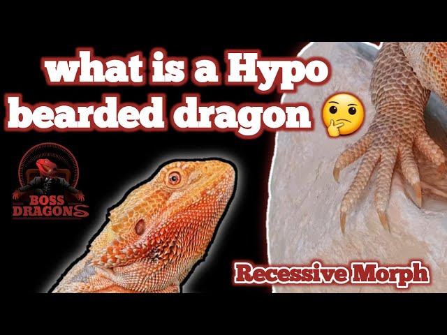 What Is A Hypo Bearded Dragon?