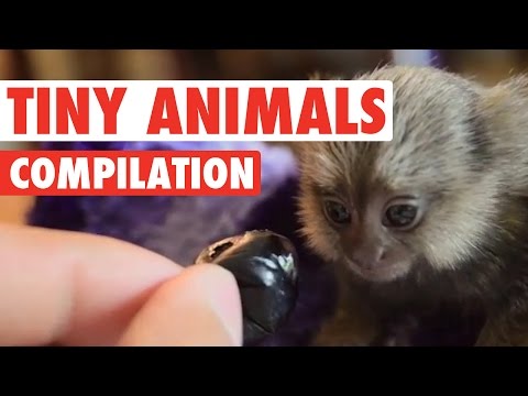 Cute Tiny Animals Pet Video Compilation 2016 - UCPIvT-zcQl2H0vabdXJGcpg