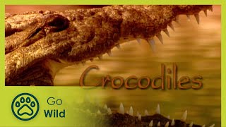 Crocodiles - The Whole Story 5/13 - The Secrets of Nature