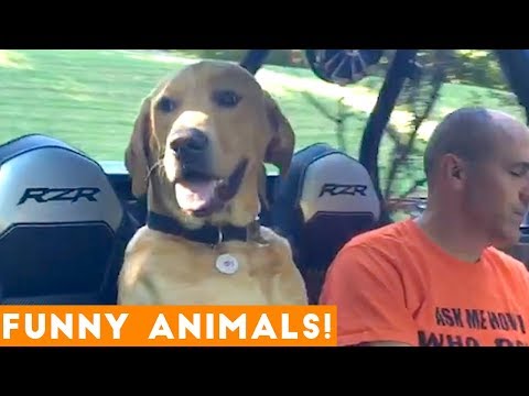 Funniest Pets of the Week Compilation January 2018 | Funny Pet Videos - UCYK1TyKyMxyDQU8c6zF8ltg