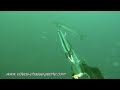 Barracuda tiré en chasse sous-marine