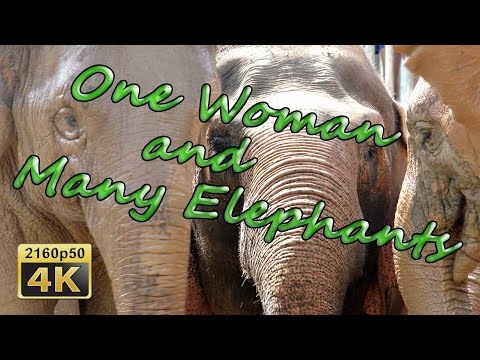 Chiang Mai, Elephant Nature Park - Thailand 4K Travel Channel - UCqv3b5EIRz-ZqBzUeEH7BKQ