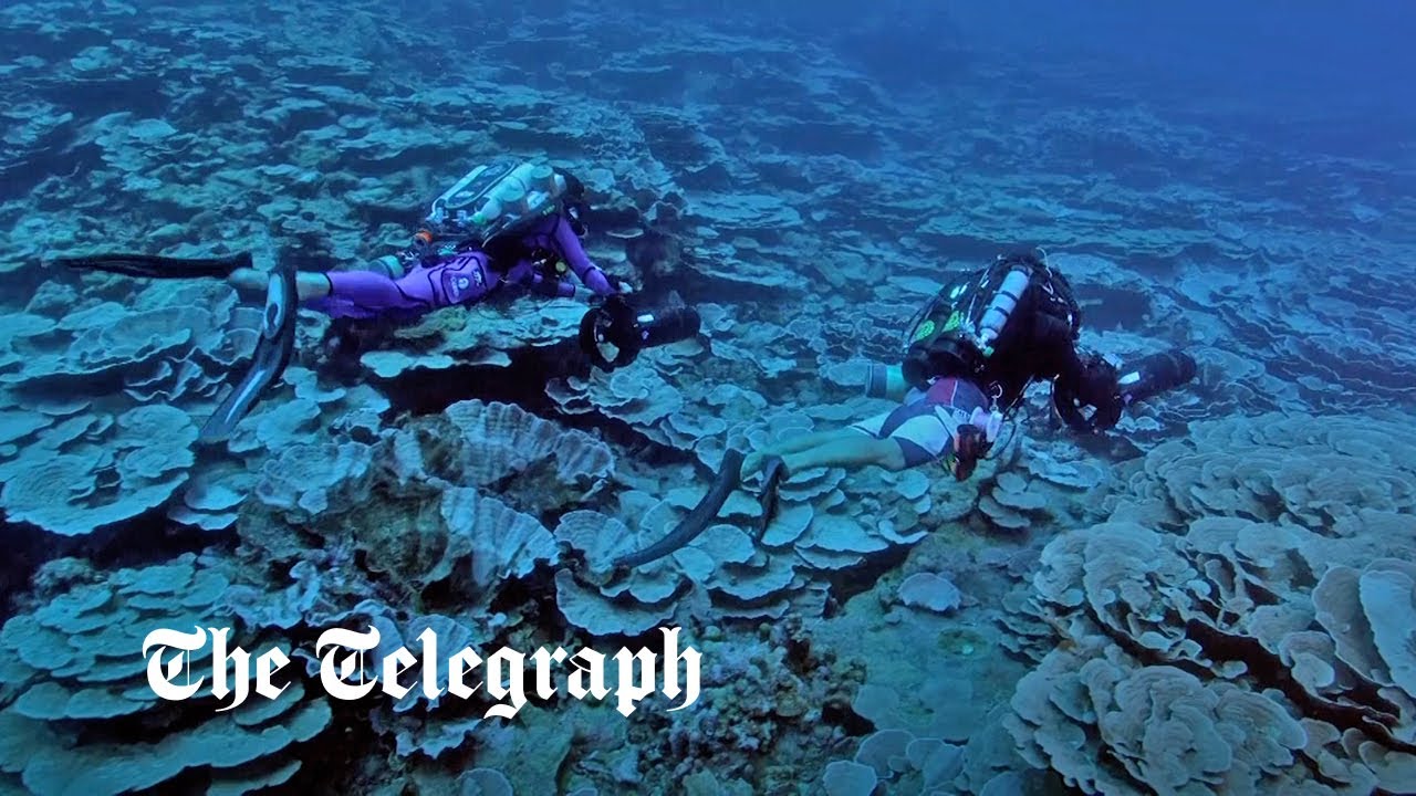Enormous ‘Twilight Zone’ coral reef discovered off the coast of Tahiti