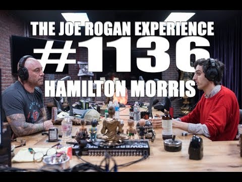 Joe Rogan Experience #1136 - Hamilton Morris - UCzQUP1qoWDoEbmsQxvdjxgQ