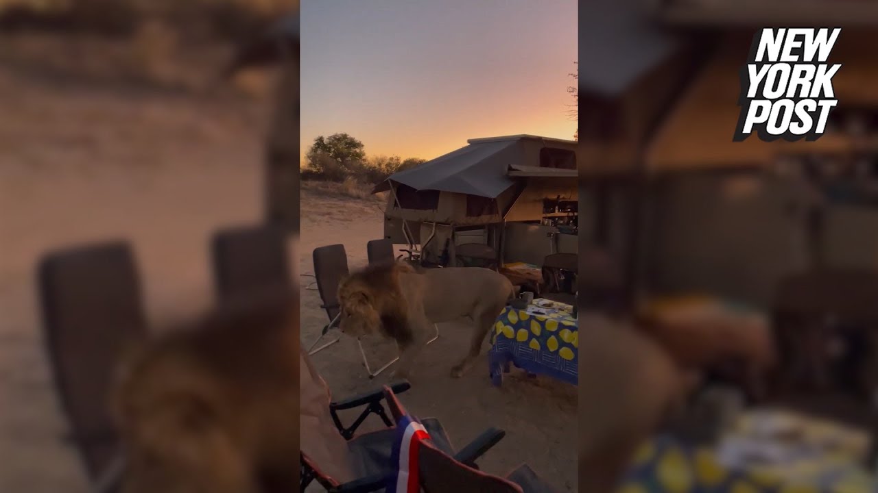 WATCH What Happens When a Lion Visits a Family’s Campsite in Botswana | New York Post