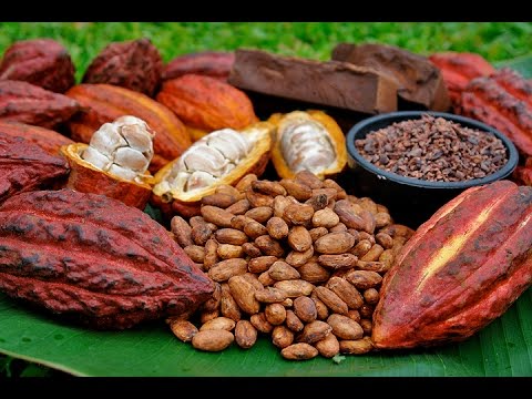 Cómo Cultivar Cacao Orgánico - Por Juan gonzalo Angel - TvAgro - UCzW1r6IO7r8C2RPLZrD5lwA