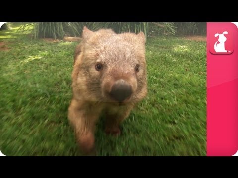 Bindi & Robert Irwin feature - Wombat (Kato)- Growing Up Wild. - UCPIvT-zcQl2H0vabdXJGcpg