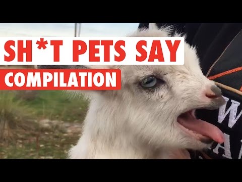 Sh*t Pets Say Video Compilation 2016 - UCPIvT-zcQl2H0vabdXJGcpg