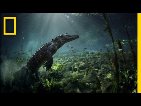 Meet the Residents of Everglades National Park | America's National Parks - UCpVm7bg6pXKo1Pr6k5kxG9A