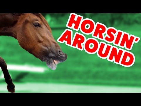 Top Funniest Horse Videos of 2016 Weekly Compilation | Funny Pet Videos - UCYK1TyKyMxyDQU8c6zF8ltg