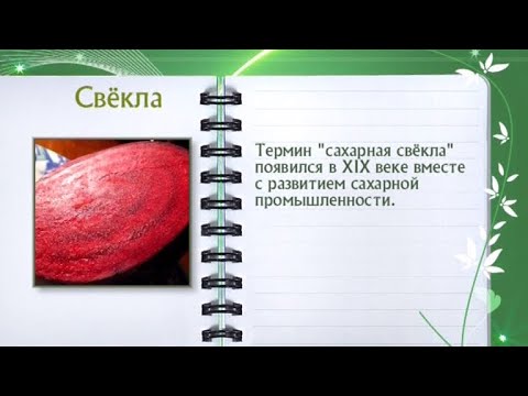 Кулинарная энциклопедия - Свекла - Часть 1 - UC7XBjhXnmmXFsxmnys9PmDQ