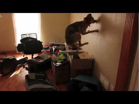 Funny dog chasing something on the wall - UCTs-d2DgyuJVRICivxe2Ktg