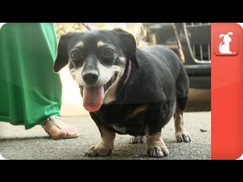 Tails of Hope - Luz the Abandoned Dachshund - UCPIvT-zcQl2H0vabdXJGcpg