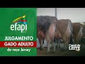 Efapi 2025 - Julgamento do Gado Adulto da Raça Jersey