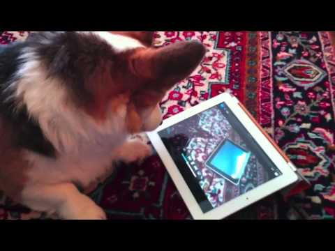 A Dog Tests the iPad 2 - Tested.com - UCiDJtJKMICpb9B1qf7qjEOA