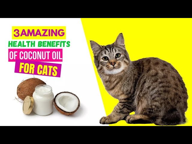 can-cats-eat-coconut-oil-hayfarmguy