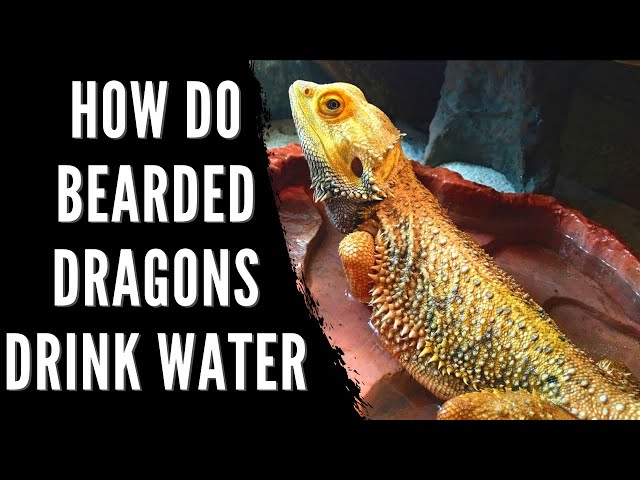 How Much Water Should A Bearded Dragon Drink A Day?