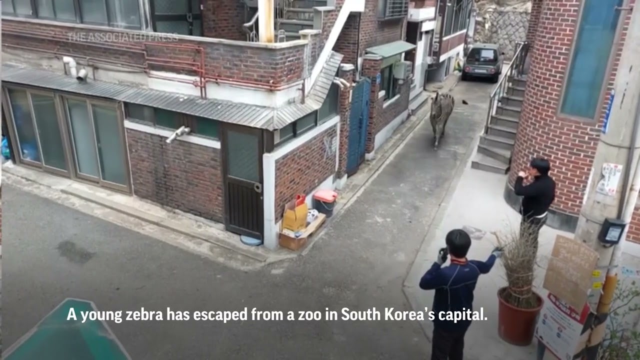 Escaped Zebra captured in Seoul
