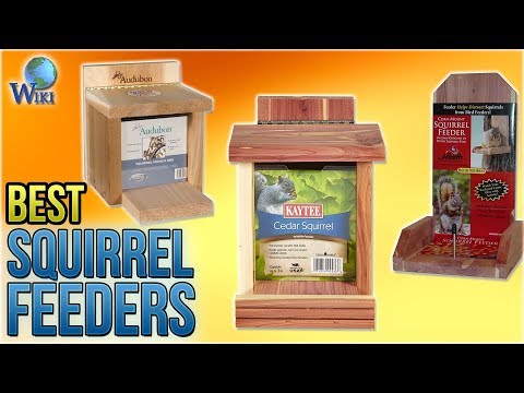 10 Best Squirrel Feeders 2018 - UCXAHpX2xDhmjqtA-ANgsGmw