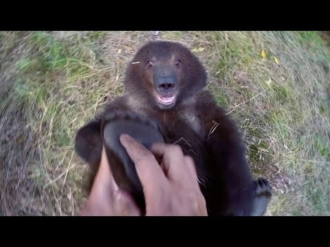 GoPro: Man and Grizzly Bear - Adventures with Bella - UCqhnX4jA0A5paNd1v-zEysw