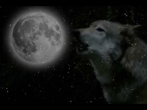 Wolf Moon - What Is It? When Does It Occur? | Video - UCVTomc35agH1SM6kCKzwW_g