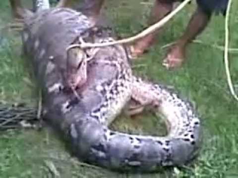 snake eat cow in south sulawesi