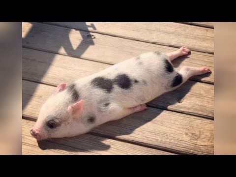 Did you know that PIGS CAN BE SO FUNNY? - FUNNY PIG VIDEOS will make you DIE LAUGHING - UCKy3MG7_If9KlVuvw3rPMfw