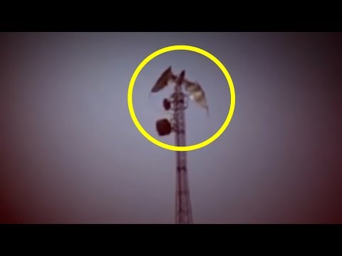 5 Dragons Caught On Camera & Spotted In Real Life! - UCUVa51UA_690sEKyRbHb-5A