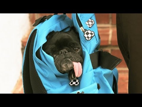 Pro skater Joey Brezinski is living the pug life - UCblfuW_4rakIf2h6aqANefA