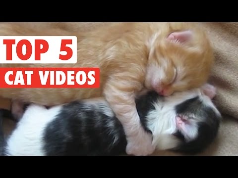 Top 5 Amazing Cats Compilation || March 25 2016 - UCPIvT-zcQl2H0vabdXJGcpg