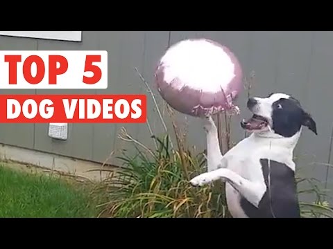 Top 5 Dog Videos || Funny Puppy Compilation - UCPIvT-zcQl2H0vabdXJGcpg