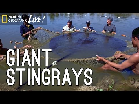 Monster Fish, Part 3: Elusive Giant Rays | Nat Geo Live - UCpVm7bg6pXKo1Pr6k5kxG9A