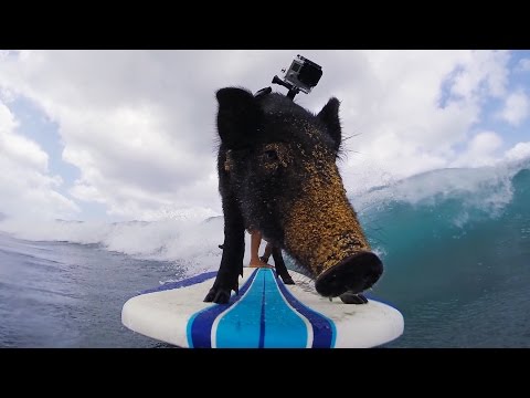 GoPro: Kama The Surfing Pig - UCqhnX4jA0A5paNd1v-zEysw