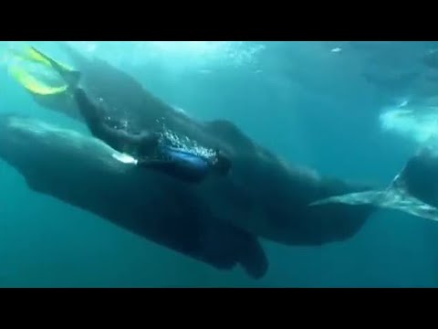 Diving with whales | Oceans | BBC - UCwmZiChSryoWQCZMIQezgTg