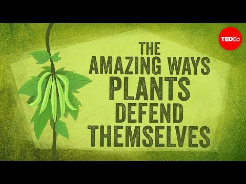 The amazing ways plants defend themselves - Valentin Hammoudi - UCsooa4yRKGN_zEE8iknghZA