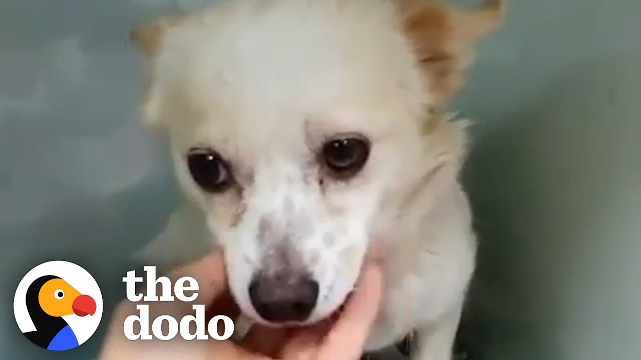 Dog Who Lost Her Leg In A Bear Trap Finds Her Forever Home | The Dodo