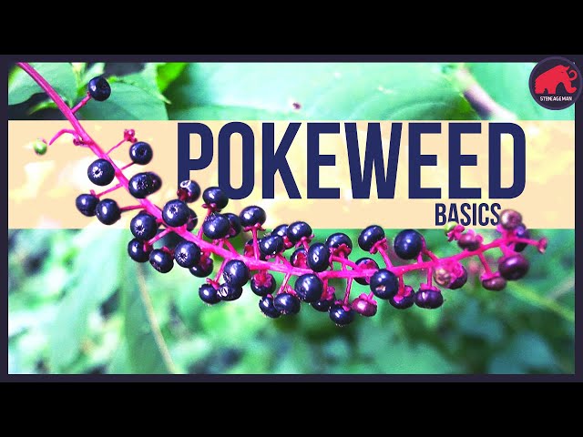 Is Pokeweed Edible?