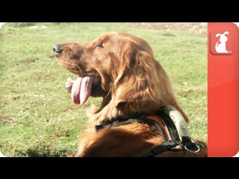 Roo the Disabled Golden - Tails of Hope - UCPIvT-zcQl2H0vabdXJGcpg