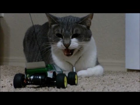 Cats and dogs react to RC toys - Funny animal compilation - UC9obdDRxQkmn_4YpcBMTYLw