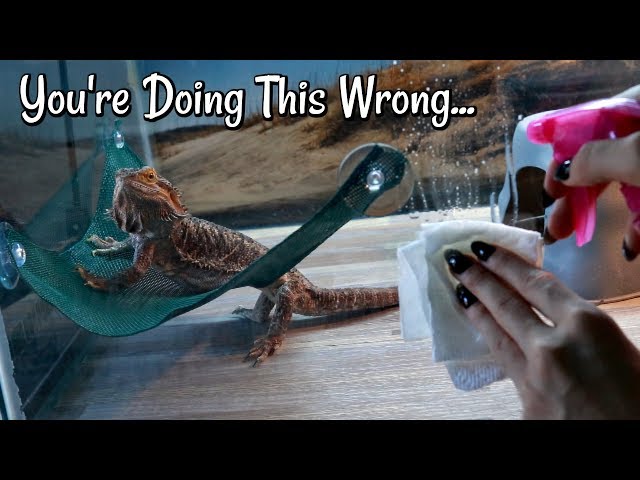 How to Clean a Bearded Dragon Tank in 5 Easy Steps