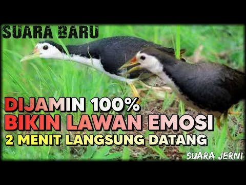 SUARA RUAK RUAK PIKAT TERBARU