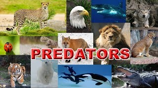 Let's Learn About Predators Vol 1 
