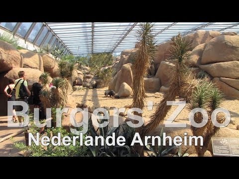 Burgers Zoo // Desert // ein Gang durch die Savanne in Arnheim - UCNWVhopT5VjgRdDspxW2IYQ