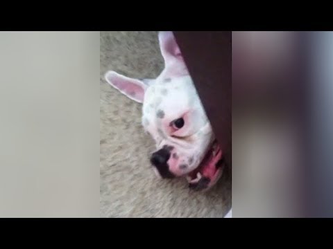 FUNNY ANIMAL MOMENTS that will MAKE YOU LAUGH! - UCKy3MG7_If9KlVuvw3rPMfw
