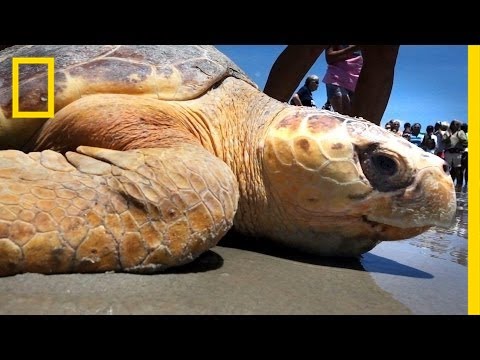 Crowds Cheer as Sea Turtles Return to the Sea | National Geographic - UCpVm7bg6pXKo1Pr6k5kxG9A