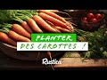 Planter des carottes en micro-motte