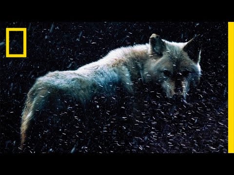 Not Just Fiction: This 'Game of Thrones' Animal Actually Existed | National Geographic - UCpVm7bg6pXKo1Pr6k5kxG9A